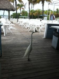 Florida Key West Amigos Tortilla Bar photo 7